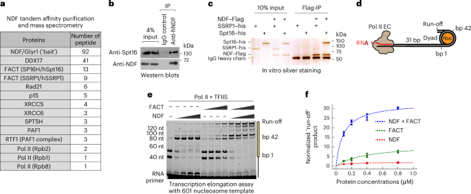 Phase-separated NDF−FACT condensates facilitate transcription elongation on chromatin