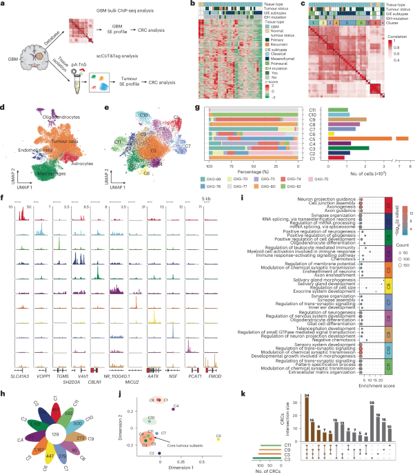 Defining heterogeneity in core regulatory circuitry reveals HOXB3 condensation as a potential target in glioblastoma