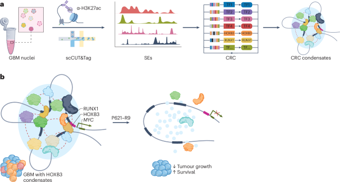 Cracking glioblastoma core regulatory codes