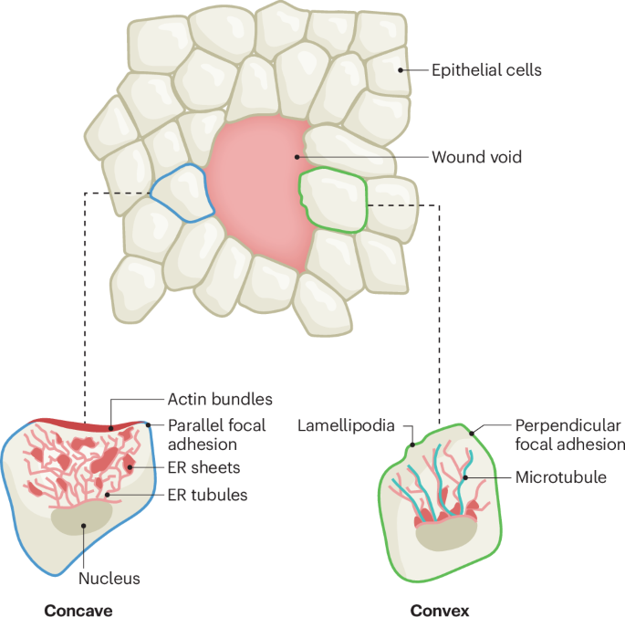 ER shaping closes the gap in wound healing