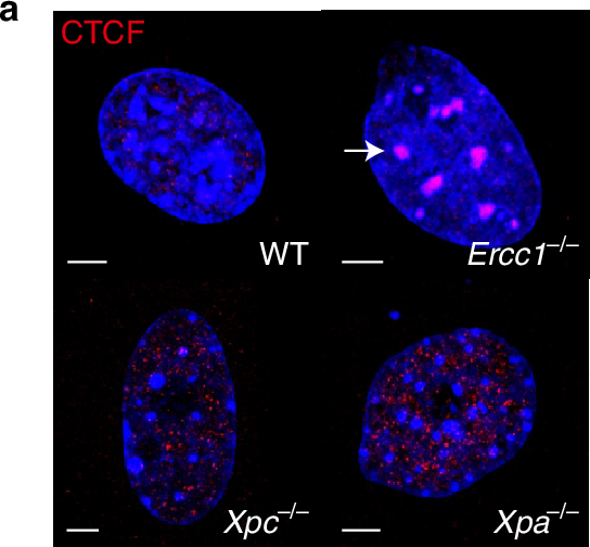Author Correction: ERCC1–XPF cooperates with CTCF and cohesin to facilitate the developmental silencing of imprinted genes