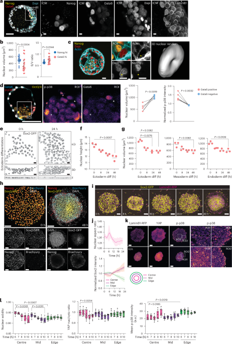 Mechano-osmotic signals control chromatin state and fate transitions in pluripotent stem cells