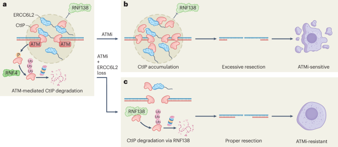 ERCC6L2–CtIP condensation tunes end resection