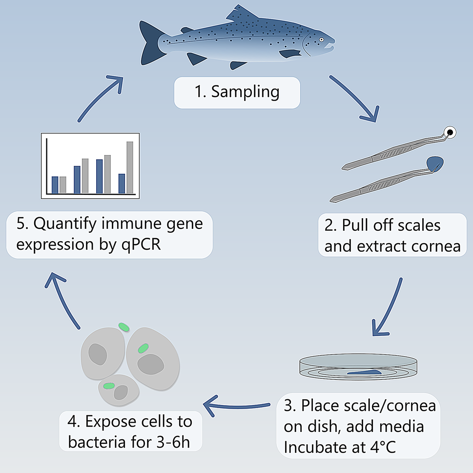 Immune gene expression in salmon keratocytes upon bacterial exposure