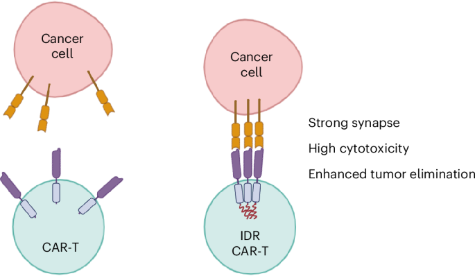 IDR-induced CAR condensation improves the cytotoxicity of CAR-Ts against low-antigen cancers