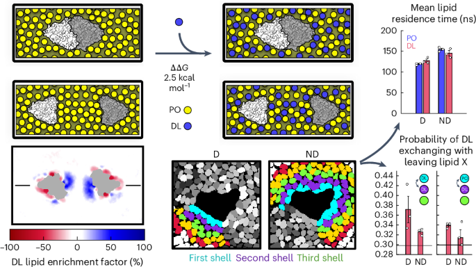 Molecular basis for the regulation of membrane proteins through preferential lipid solvation