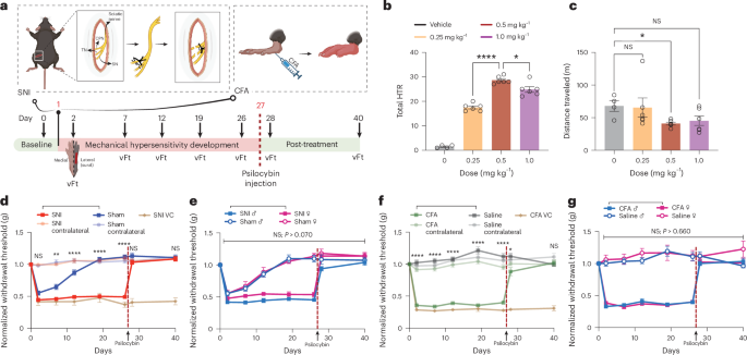 Single-dose psilocybin rapidly and sustainably relieves allodynia and anxiodepressive-like behaviors in mouse models of chronic pain