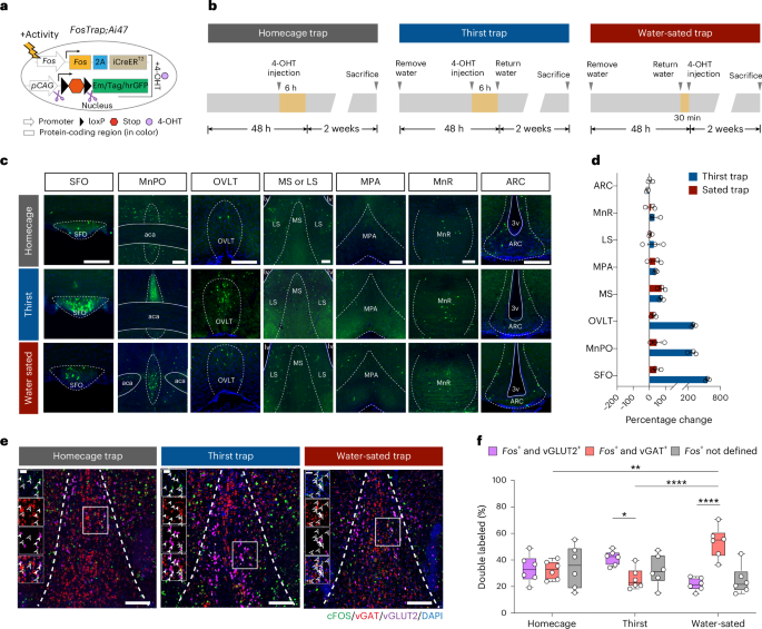 A bottom-up septal inhibitory circuit mediates anticipatory control of drinking
