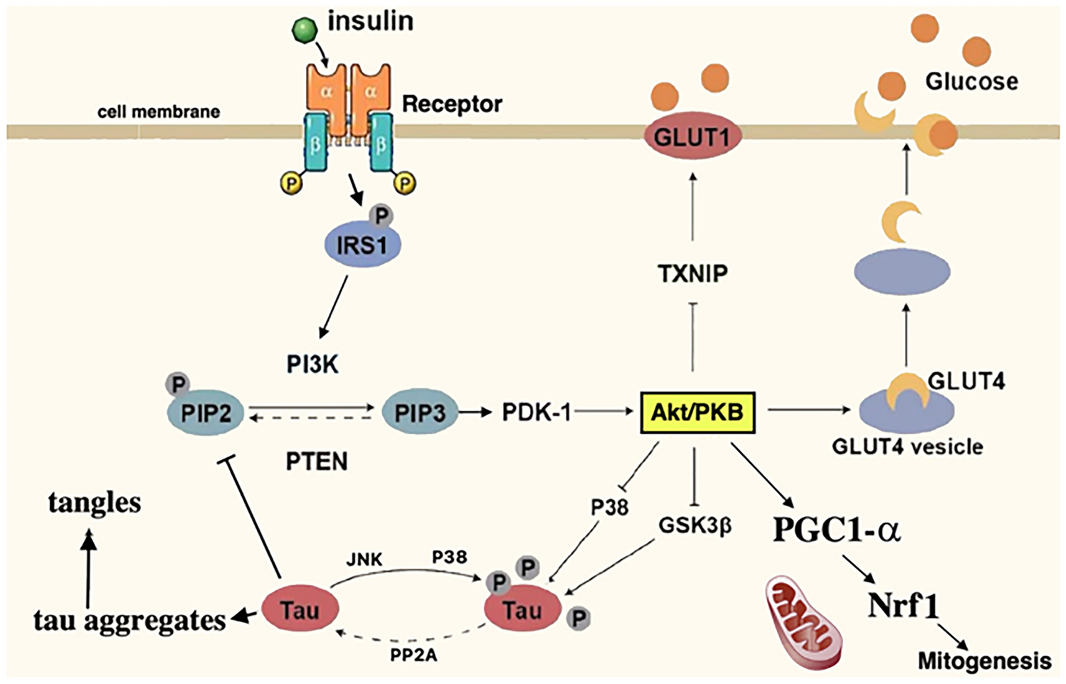Incretin Hormones GLP-1 and GIP Normalize Energy Utilization and Reduce Inflammation in the Brain in Alzheimer’s Disease and Parkinson’s Disease: From Repurposed GLP-1 Receptor Agonists to Novel Dual GLP-1/GIP Receptor Agonists as Potential Disease-Modifying Therapies