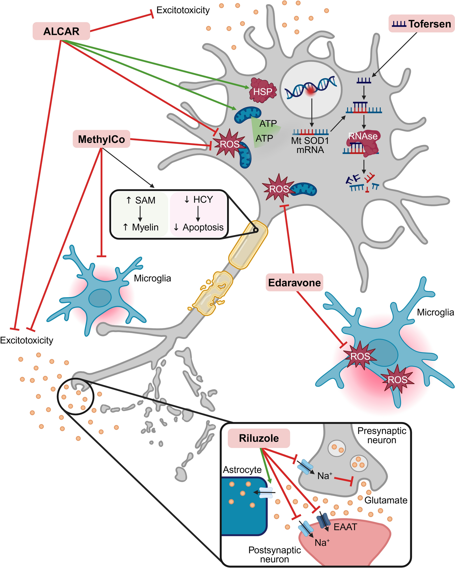 Genetic and Mechanistic Insights Inform Amyotrophic Lateral Sclerosis Treatment and Symptomatic Management: Current and Emerging Therapeutics and Clinical Trial Design Considerations