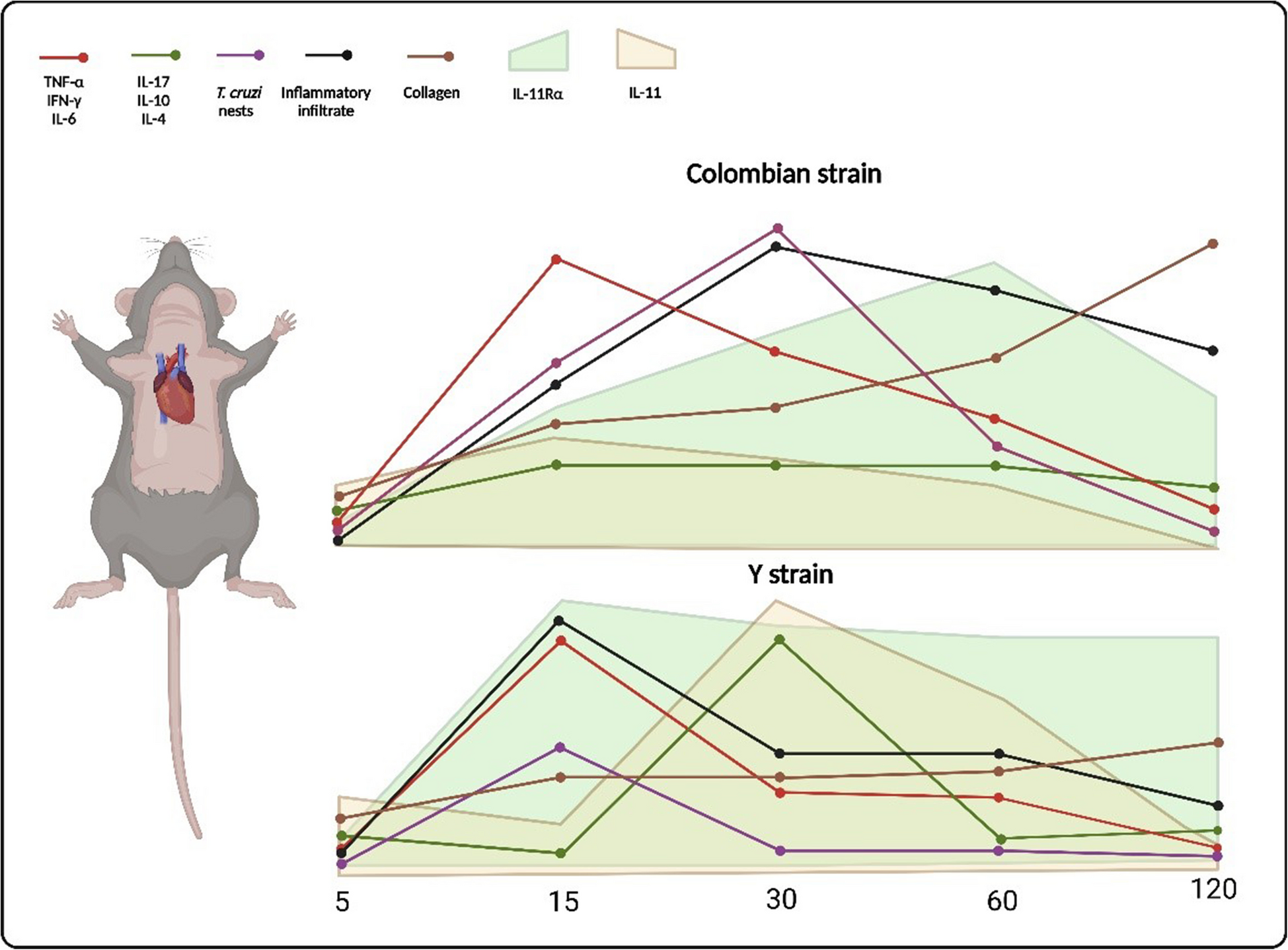 Evaluation of Cardiac IL-11 and IL-11Rα Expression During  Infection