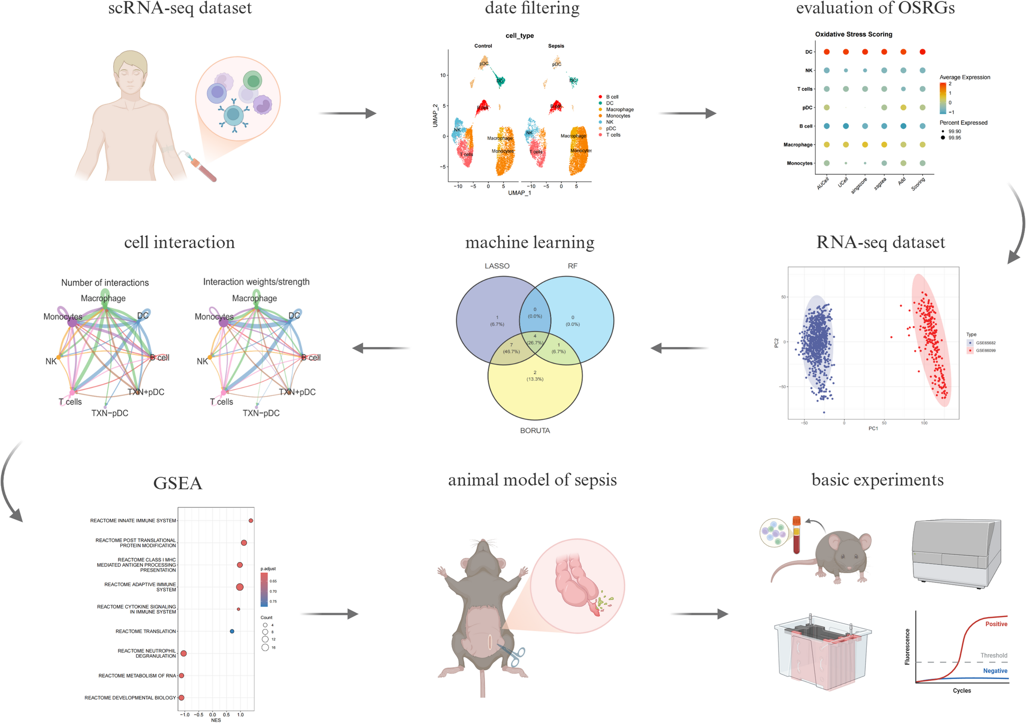 Identification and Experimental Validation of OS-Related Gene Sets Based on Integrated Analysis of Single-Cell and Bulk RNA Sequencing Data with Machine Learning in Patients with Sepsis