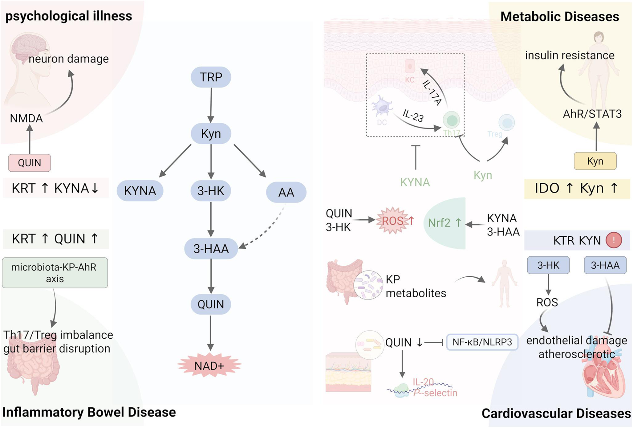 The Kynurenine Pathway in Psoriasis: Mechanisms and Therapeutic Opportunities