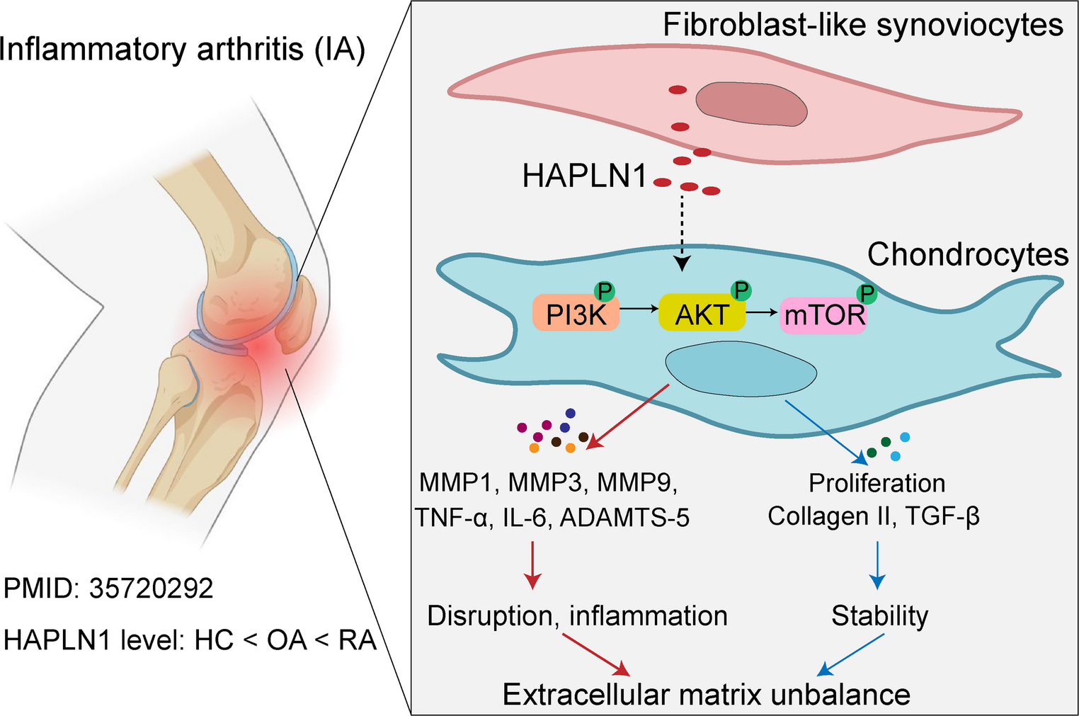 HAPLN1 Exhibits Dual Effects: Facilitating Extracellular Matrix Restoration while Enhancing Inflammatory Mediator Production in Arthritic Chondrocytes