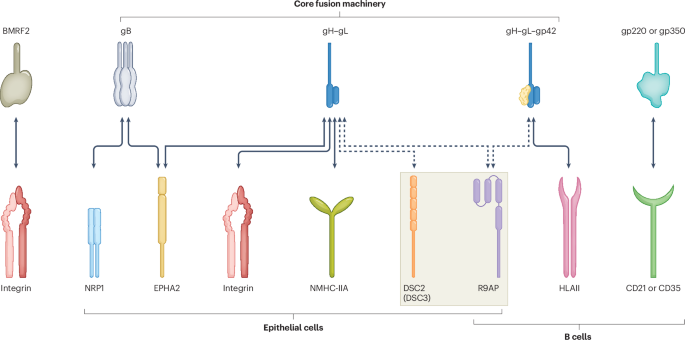 Identified receptors shed light on Epstein–Barr virus infection
