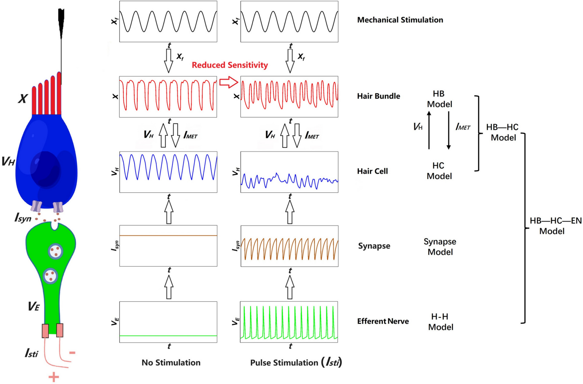 Complex nonlinear mechanisms for reduced response of hair bundle modulated by efferent nerve for protecting auditory function