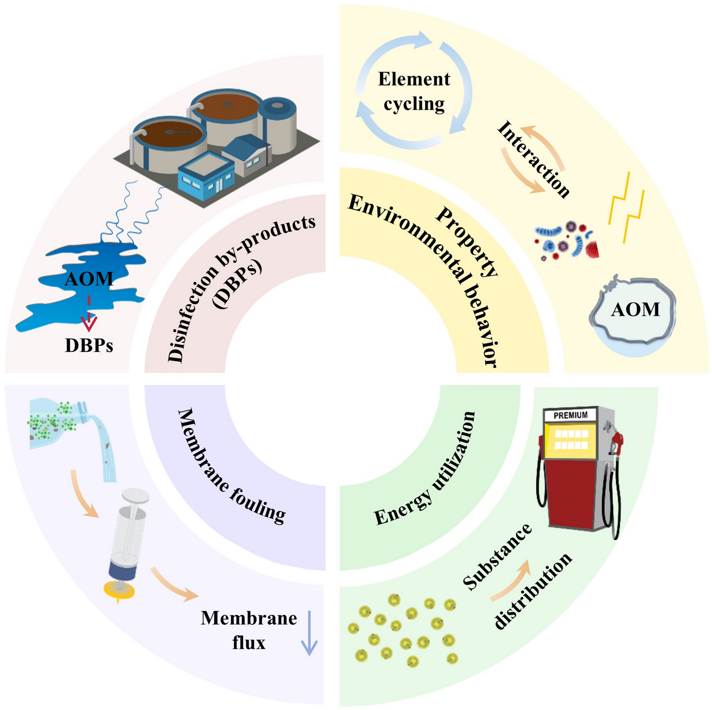 Coupling of algae, algal organic matter, and nutrient biogeochemical cycling in eutrophic waters