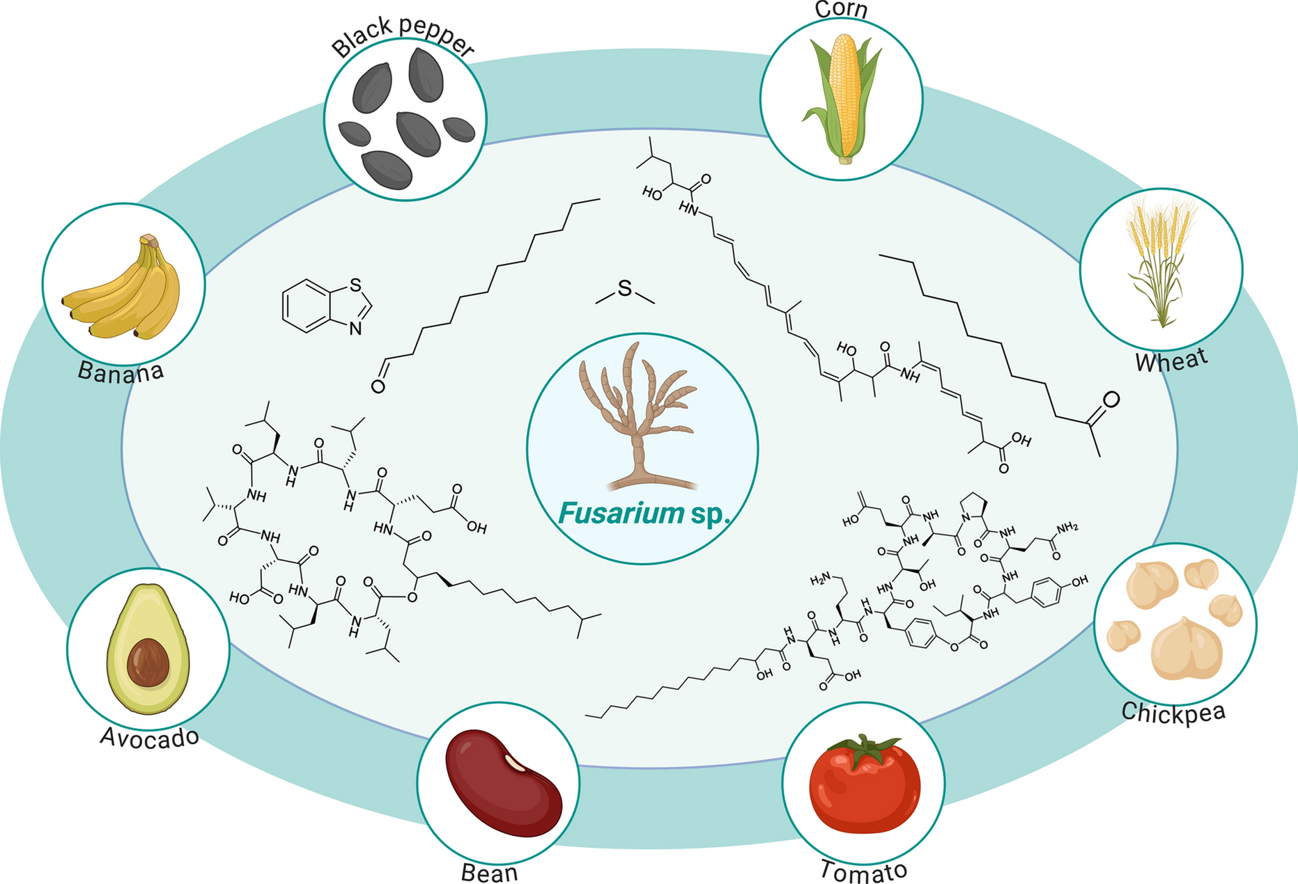 A review of antifungal activity of bacterial strains and their secondary metabolites against  species