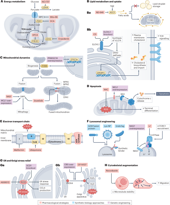 Targeting organelle function in T cells for cancer immunotherapy