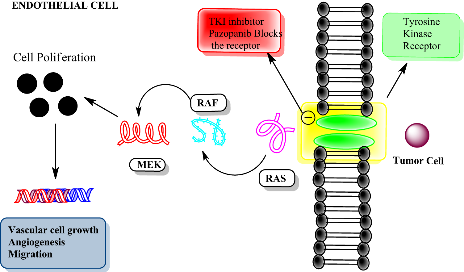 Peptide-Tetrahydroisoquinoline (THIQ) Conjugated Derivatives as Dual-Targeting Therapeutics: Superior VEGFR-2 Inhibition and Antioxidant Activity against Renal Cell Carcinoma