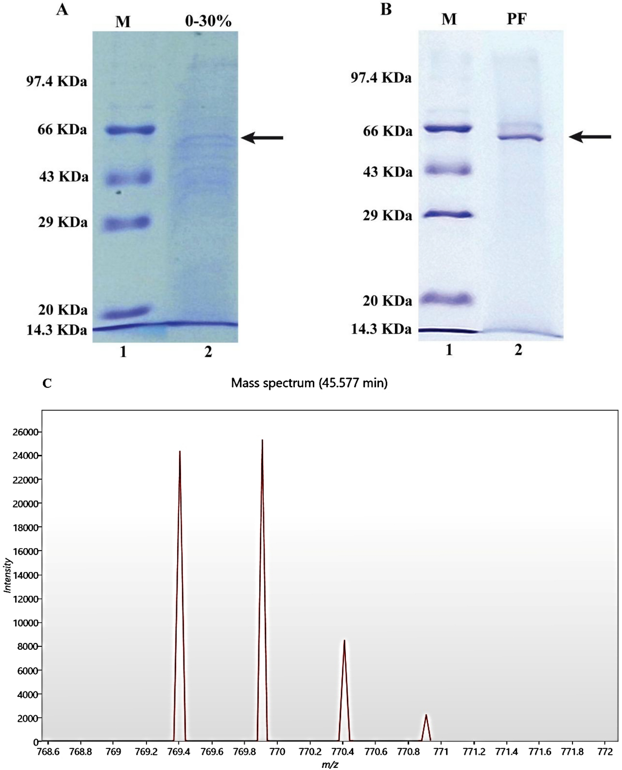 Identification of an Antidiabetic Peptide from  L. Seed: An In Vitro Approach