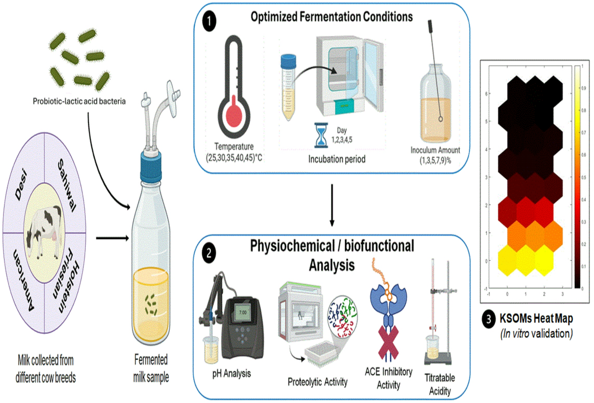 Application of Kohonen’s Self-organizing Maps for Optimizing Fermentation Conditions To Enhance the Production of ACE Inhibitory Peptides in Cow Milk Fermented by Lactic Acid Bacteria