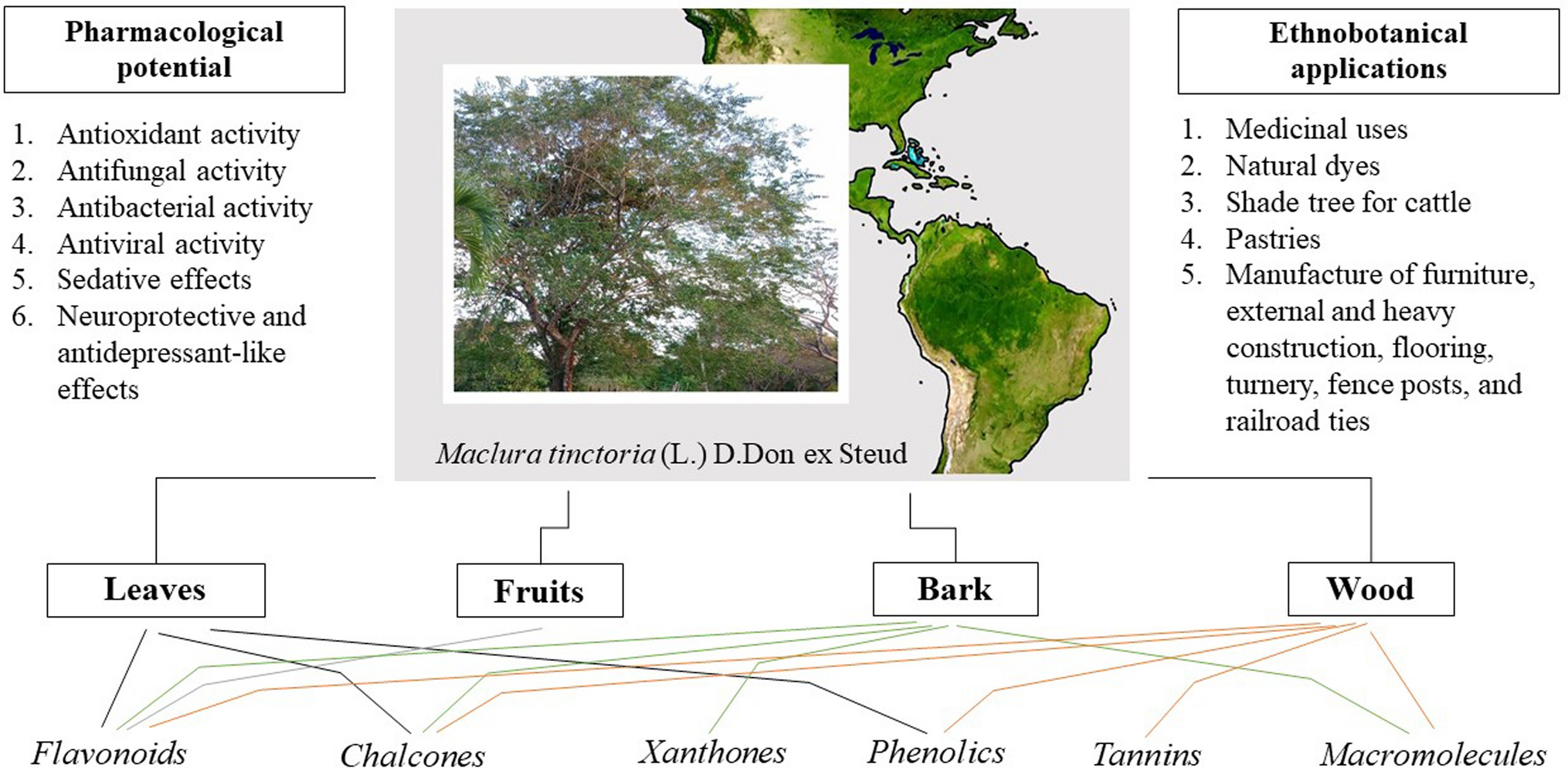 (L.) D. Don ex Steud. (Moraceae): a review of the advances in ethnobotanical knowledge, phytochemical composition, and pharmacological potential