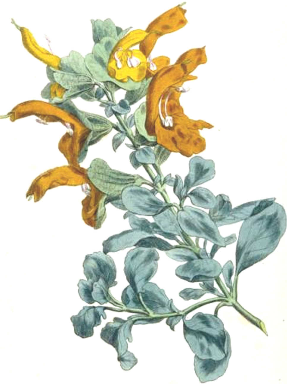 L.: a review of ethnobotany, phytochemistry, pharmacology applications and future prospects