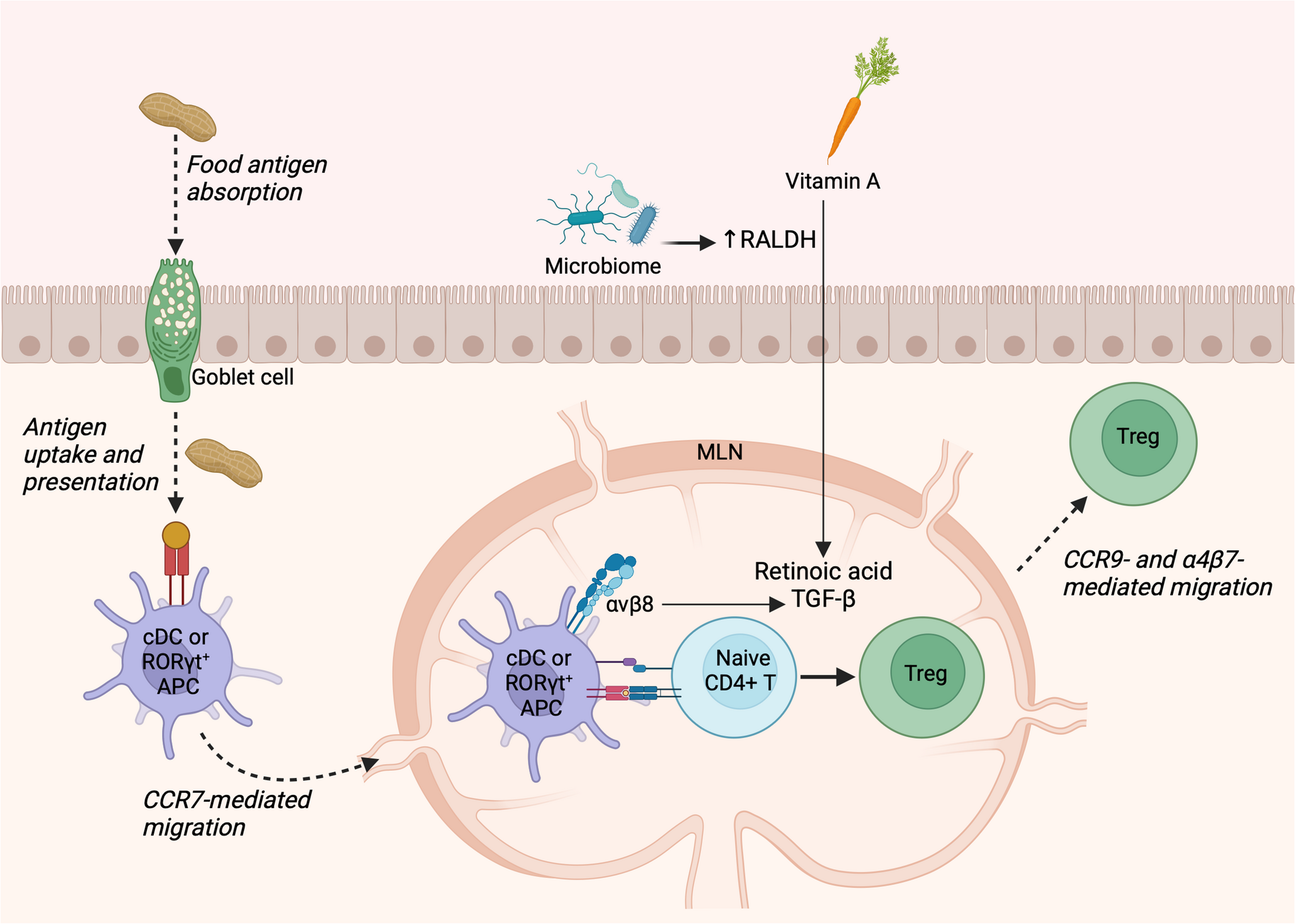 Dendritic Cells: at the Crossroads between Oral Tolerance and Food Allergy