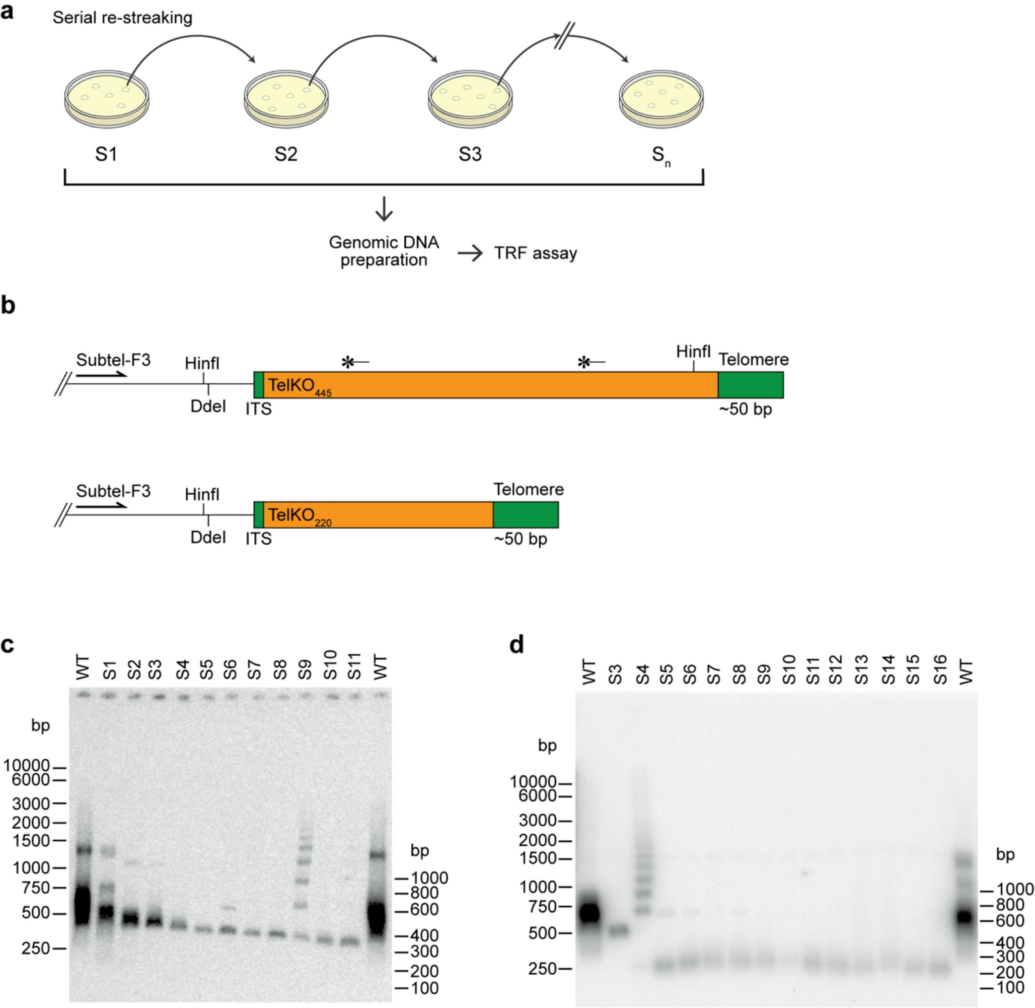 Subtelomeric elements provide stability to short telomeres in telomerase-negative cells of the budding yeast