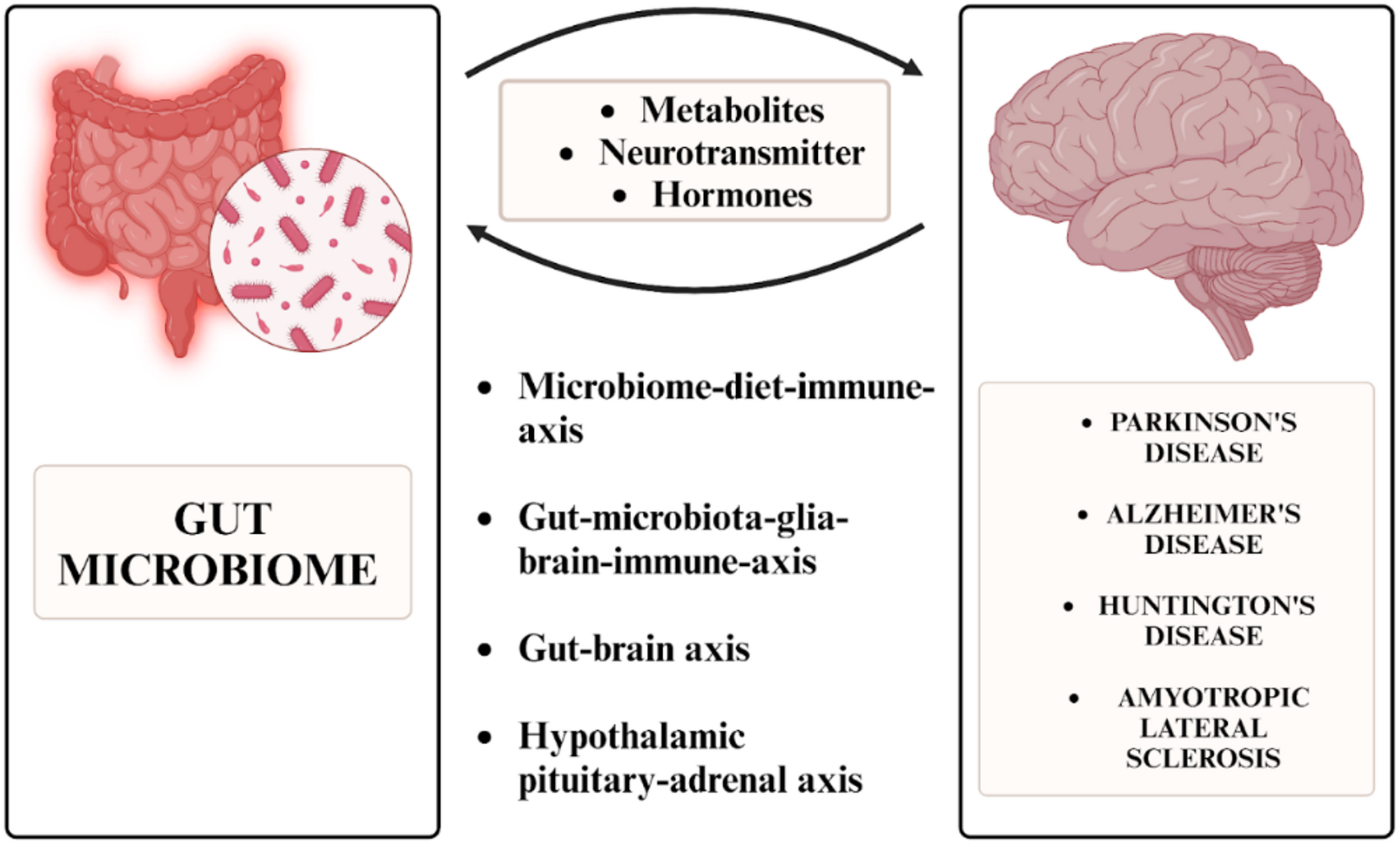 The Role of the human microbiome in neurodegenerative diseases: A Perspective