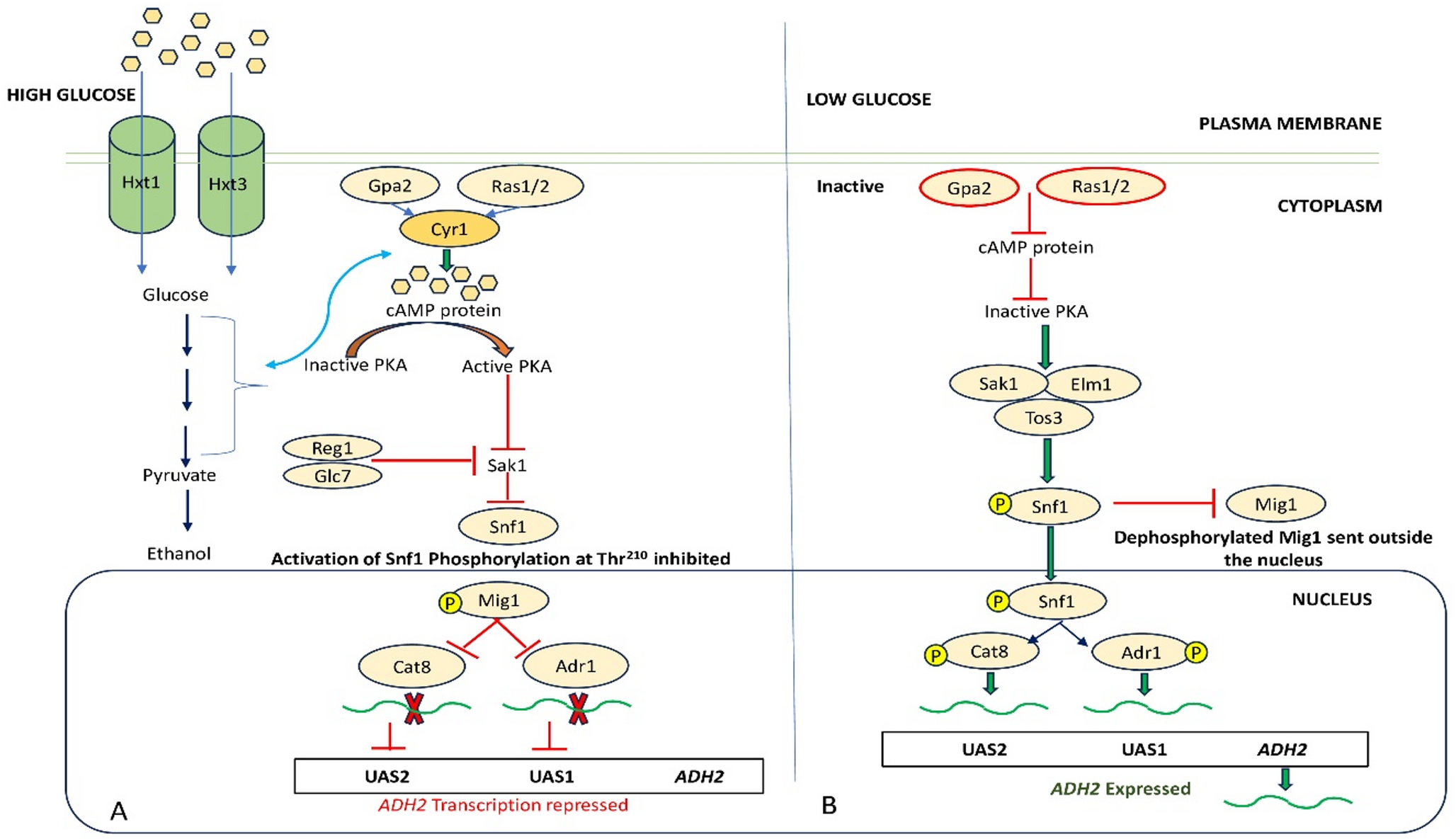 Possible regulatory network and associated pathways governing the expression of  in