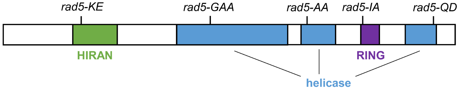 The DNA damage tolerance factor Rad5 and telomere replication