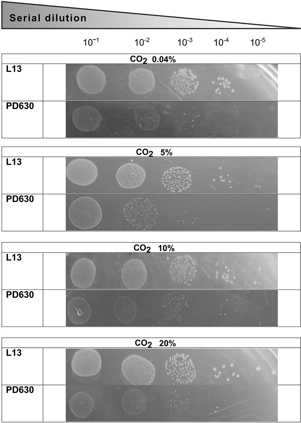 Adaptive responses of  L13 to oligotrophy: genome and transcriptomic analysis