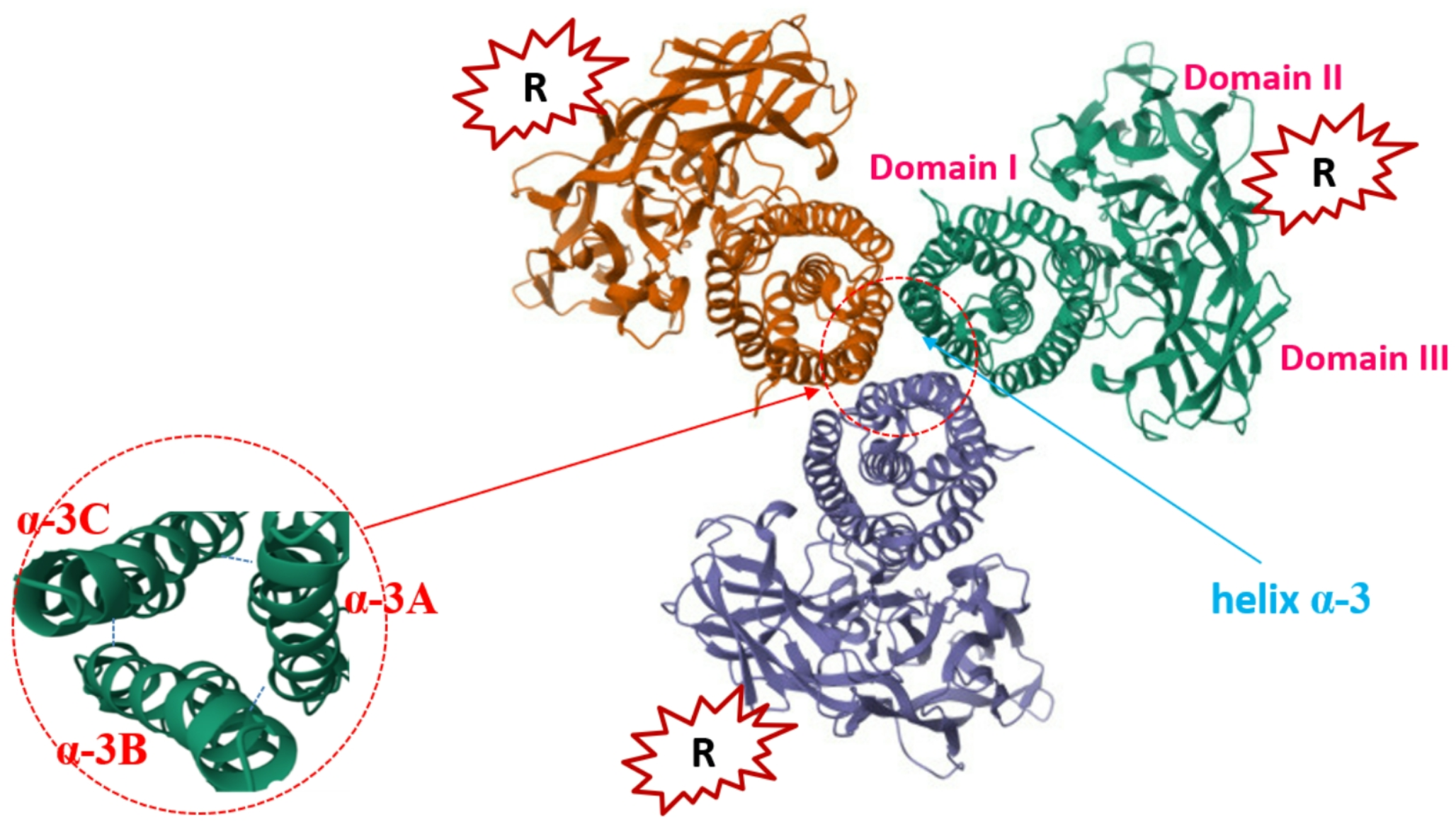 Interactions between insecticidal cry toxins and their receptors