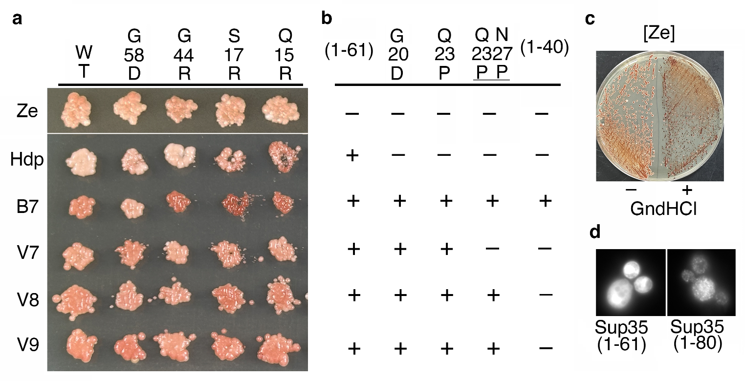 Total propagation of yeast prion conformers in ∆ ∆ Hsp104 triple mutants