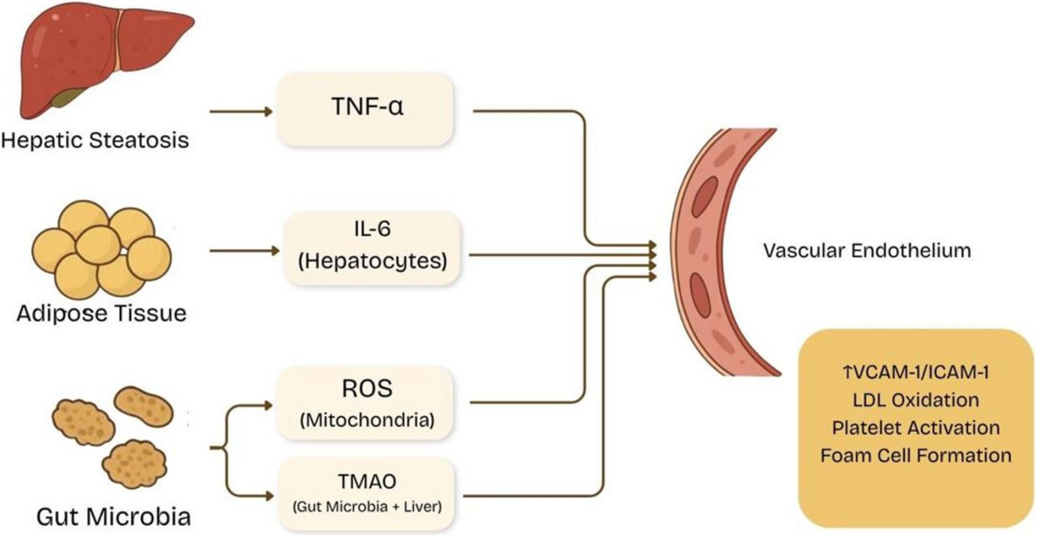 Metabolic Dysfunction-Associated Steatotic Liver Disease and Cardiovascular Disease- A Growing Threat Beyond the Liver