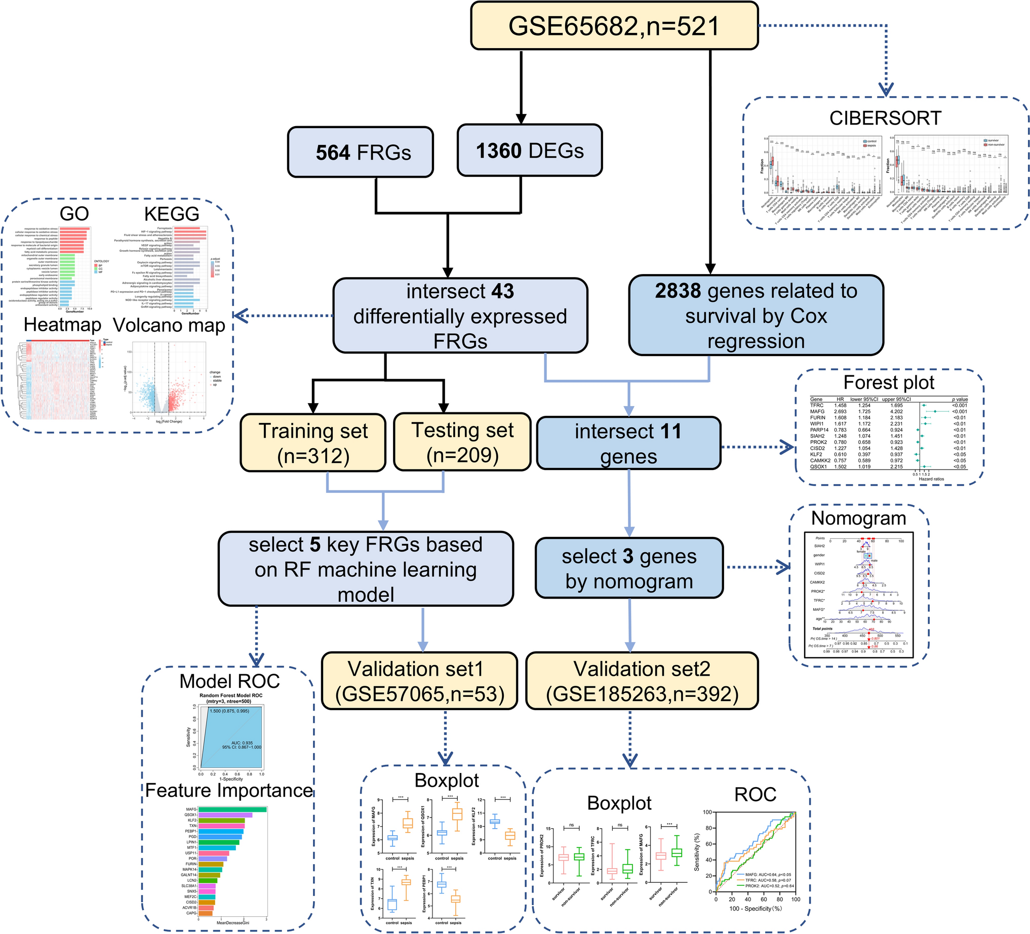 The ferroptosis-related gene MAFG screened by machine learning is associated with the diagnosis and prognosis of sepsis