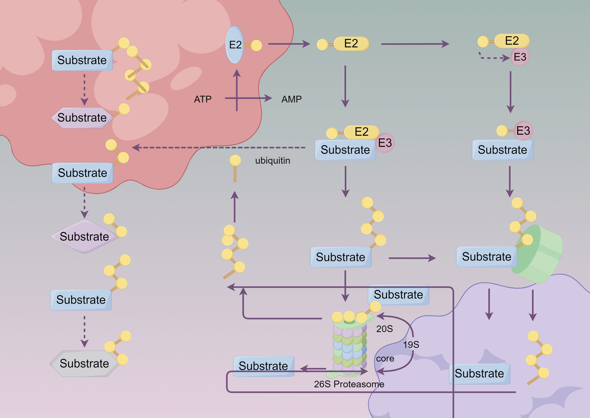 Research progress of DUB enzyme in breast cancer