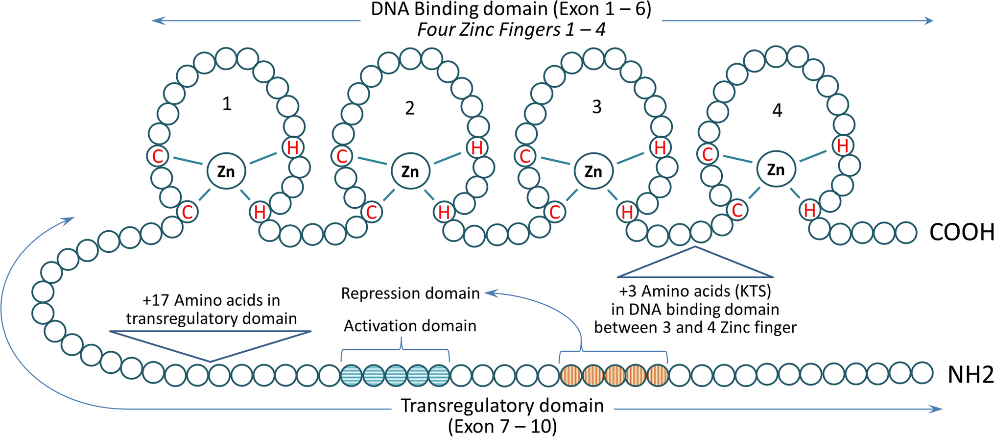 WT1 gene: a potential therapeutic target for multiple cancer treatment strategies