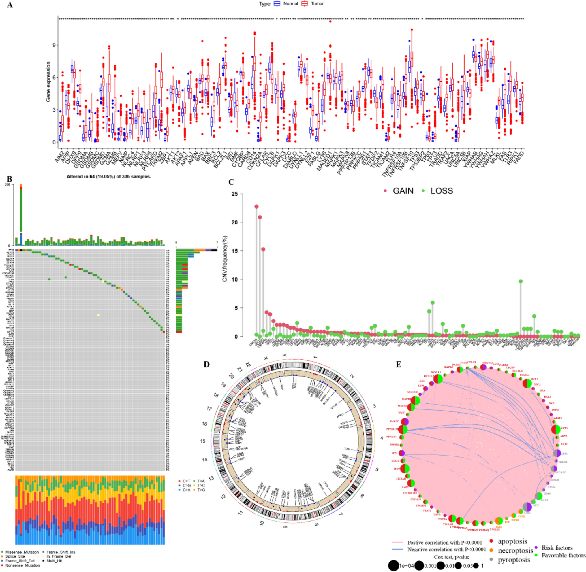 Integrated bioinformatics analysis reveals novel PANoptosis biomarkers and therapeutic response in clear cell renal cell carcinoma