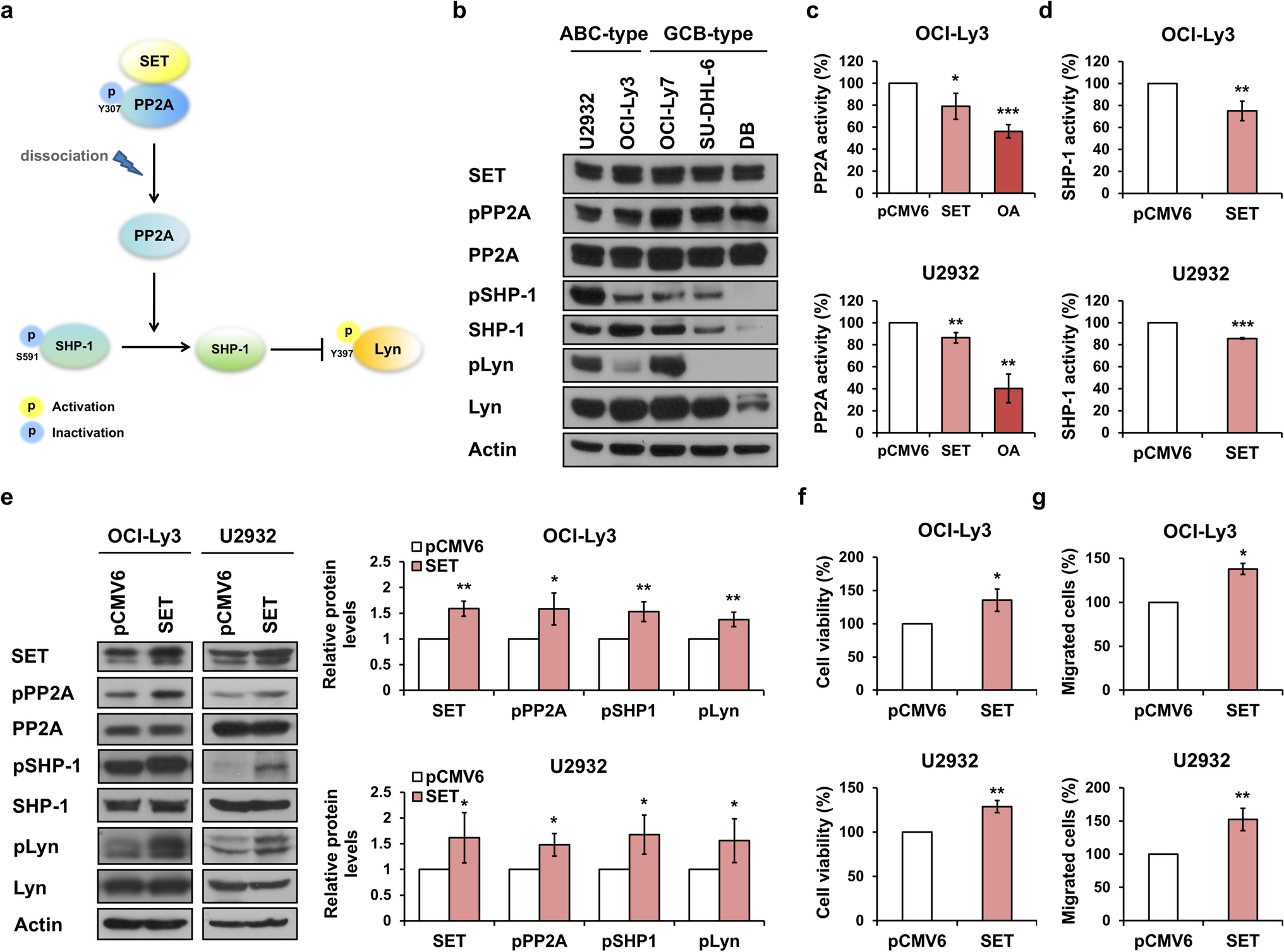Targeting SET to counteract Lyn activation demonstrates anti-cancer potential in diffuse large B-cell lymphoma