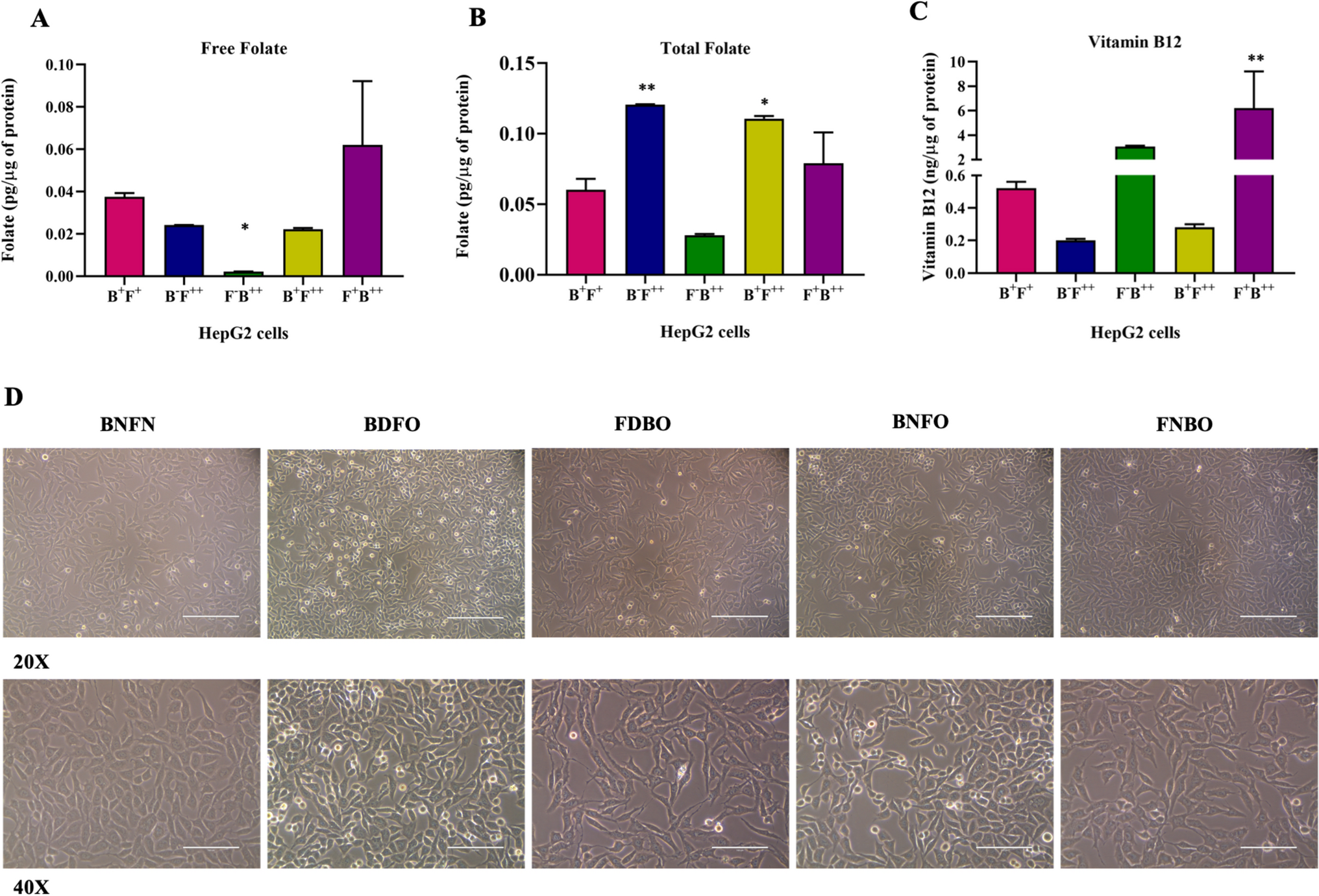 Balancing the scales: folic acid and vitamin B12 in the aggressiveness of hepatocellular carcinoma