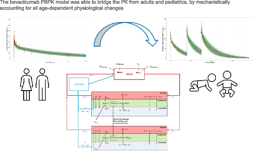 Utilizing Minimal Physiologically Based Pharmacokinetic Modeling to Bridge Bevacizumab Pharmacokinetics from Adult to Pediatric Patients