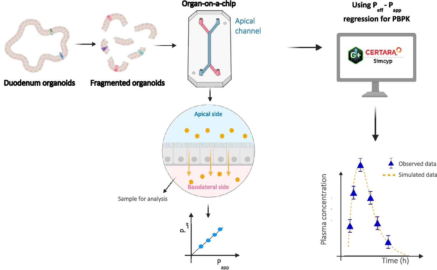 Establishing the Human Duodenum Chip as a Surrogate for Effective Human Permeability:  and  Assessment