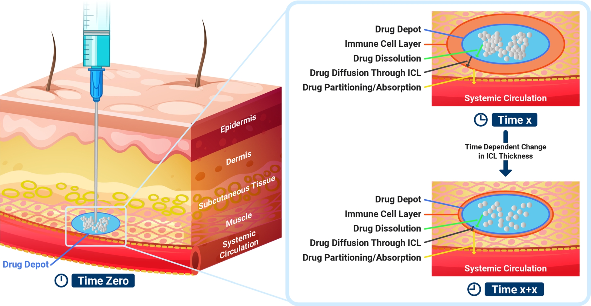 Mechanistic Modeling of Intramuscular Administration of a Long-acting Injectable Accounting for Tissue Response At the Depot Site