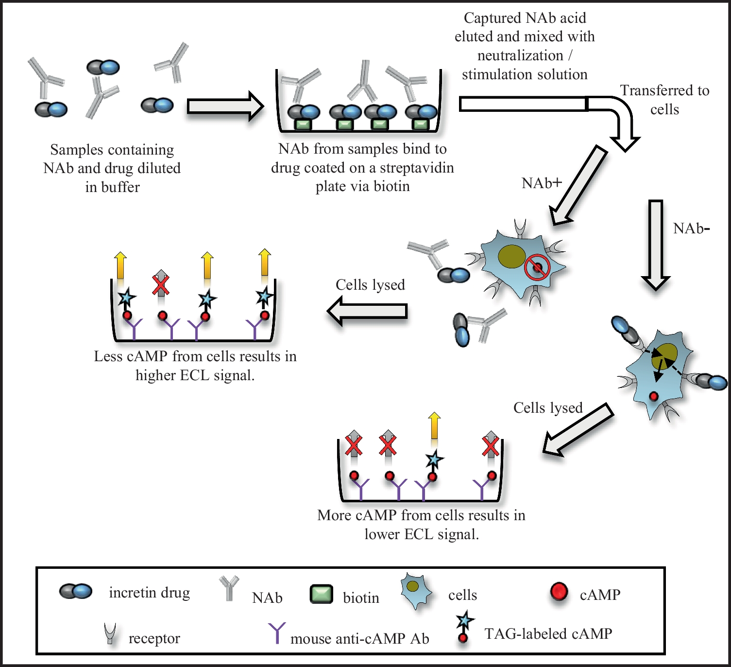 Affinity Capture Elution Coupled with Cell-based Cyclic Adenosine Monophosphate Assay as a Platform Method for Detection of Neutralizing Antibodies to Incretin Molecules