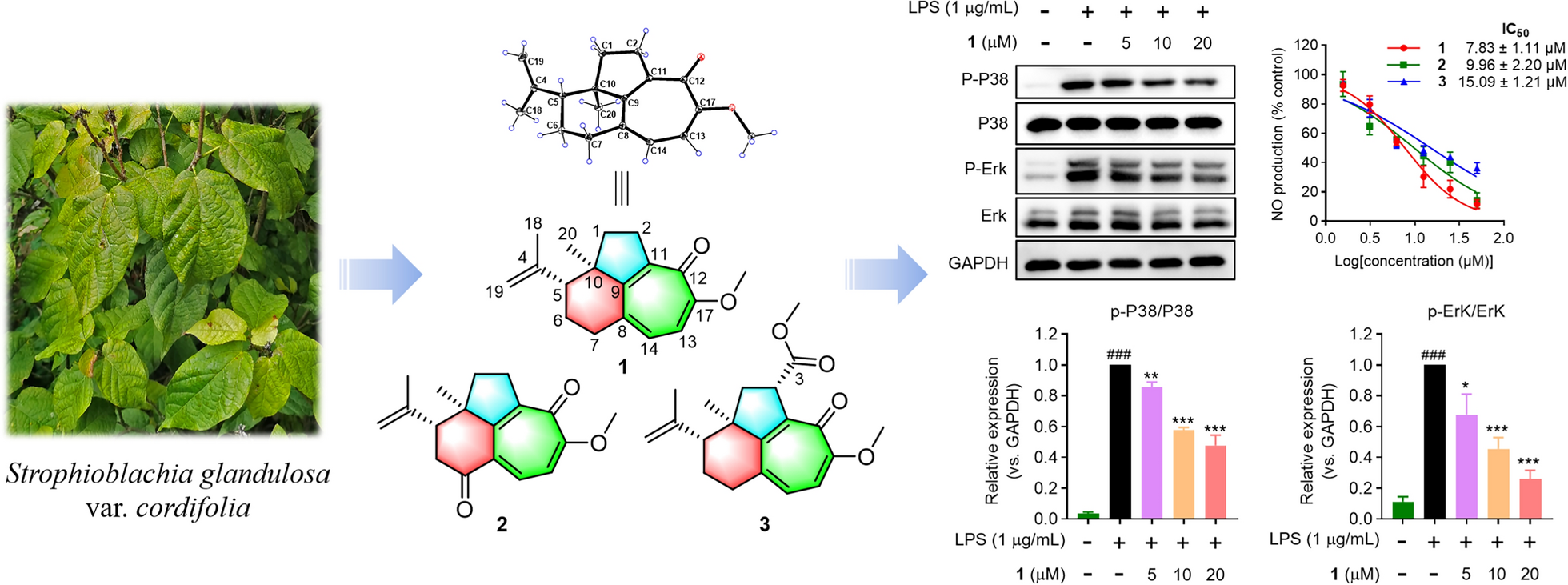 Strophioglandins A–C, highly rearranged norditerpenoids with an unusual tricyclo[6.4.1.0]tridecane core from  var.