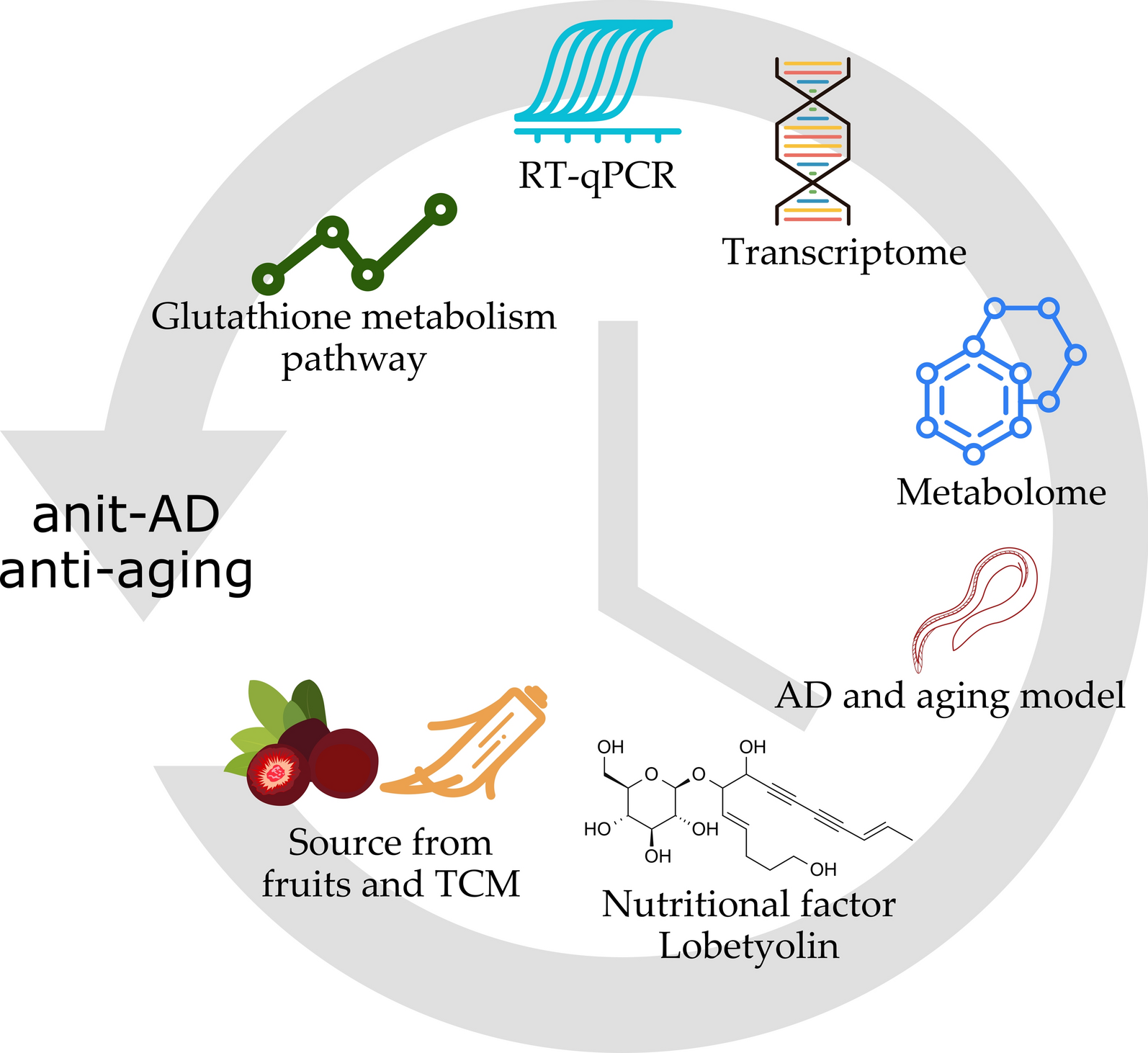 Lobetyolin, an anti-AD factor from the diet campanulaceae source, metabolism regulation and target exploration
