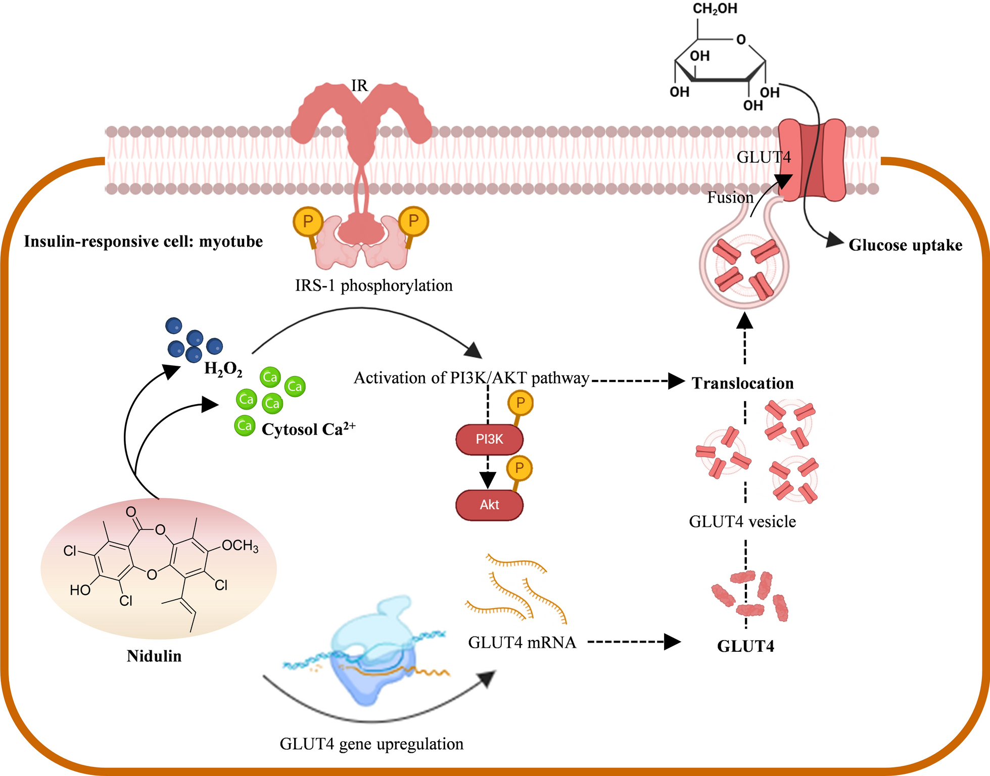 Nidulin stimulates glucose uptake in myotubes through the IRS-AKT pathway and alters redox balance and intracellular calcium